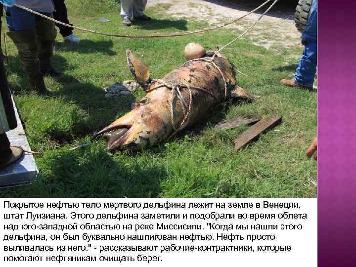 Покрытое нефтью тело мертвого дельфина лежит на земле в Венеции, штат Луизиана. Этого дельфина