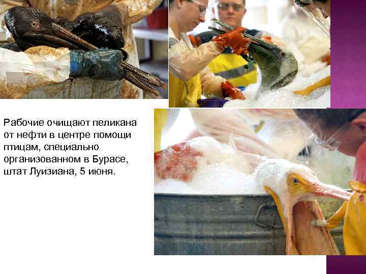 Рабочие очищают пеликана от нефти в центре помощи птицам, специально организованном в Бурасе, штат