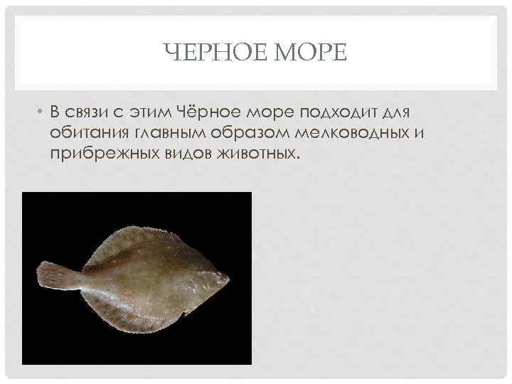 ЧЕРНОЕ МОРЕ • В связи с этим Чёрное море подходит для обитания главным образом