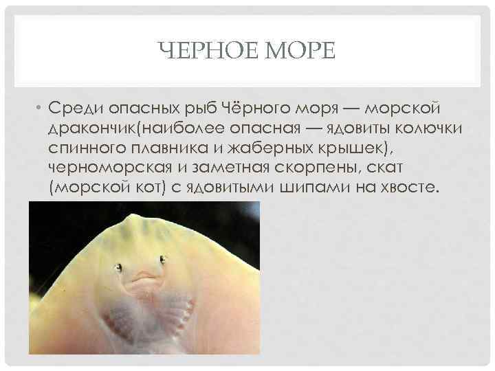 ЧЕРНОЕ МОРЕ • Среди опасных рыб Чёрного моря — морской дракончик(наиболее опасная — ядовиты