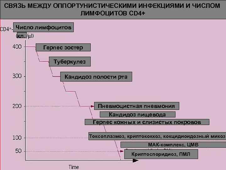 СВЯЗЬ МЕЖДУ ОППОРТУНИСТИЧЕСКИМИ ИНФЕКЦИЯМИ И ЧИСЛОМ ЛИМФОЦИТОВ CD 4+ Число лимфоцитов кл. Герпес зостер