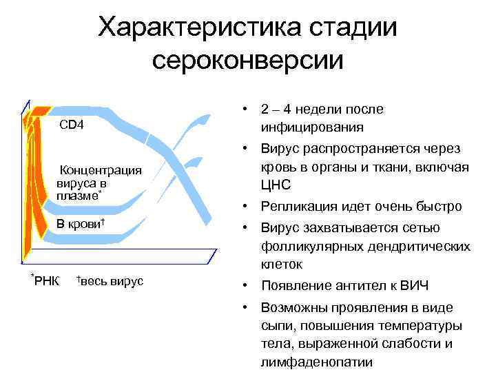 Характеристика стадии сероконверсии • 2 – 4 недели после инфицирования CD 4 Концентрация вируса