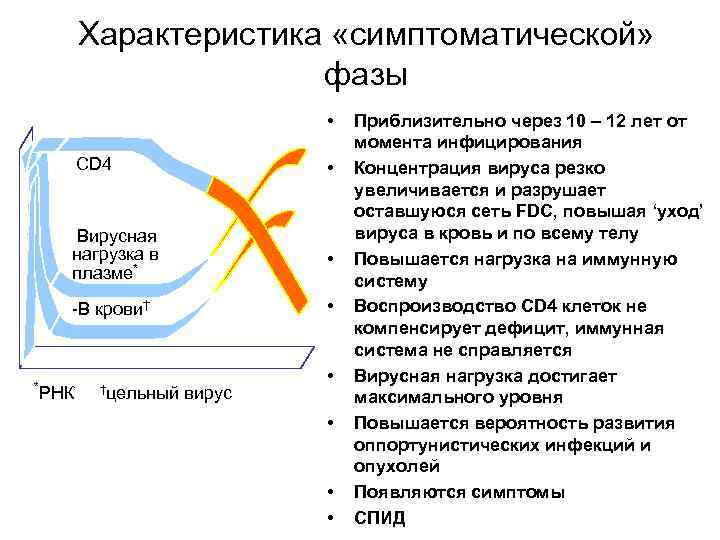 Характеристика «симптоматической» фазы • CD 4 Вирусная нагрузка в плазме* • -В крови† *