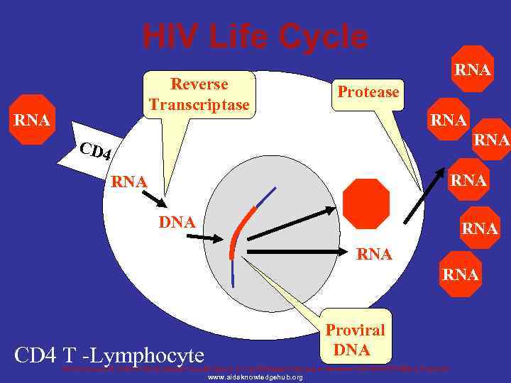 HIV Life Cycle Reverse Transcriptase RNA Protease RNA CD 4 RNA DNA RNA RNA