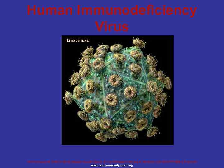 Human Immunodeficiency Virus Региональный Учебно-Информационный Центр по проблемам помощи и лечения при ВИЧ/СПИДе в