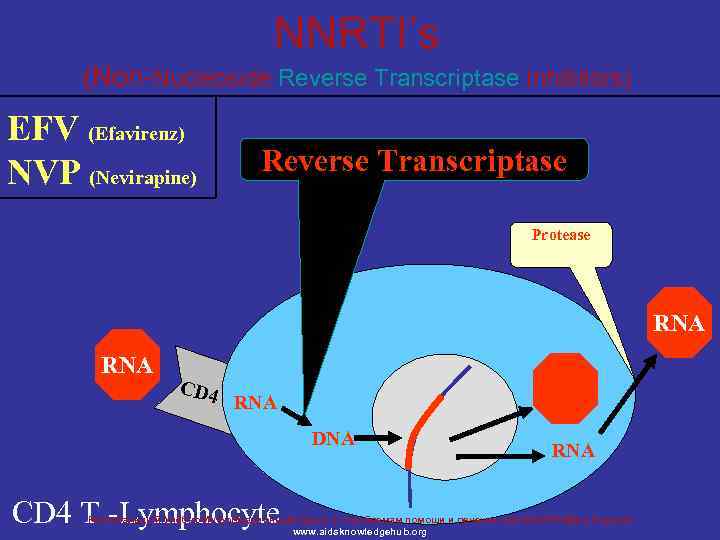 NNRTI’s (Non-Nucleoside Reverse Transcriptase Inhibitors) EFV (Efavirenz) NVP (Nevirapine) Reverse Transcriptase Protease RNA CD