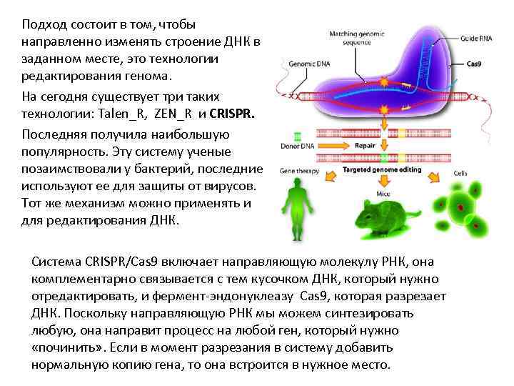 Подход состоит в том, чтобы направленно изменять строение ДНК в заданном месте, это технологии