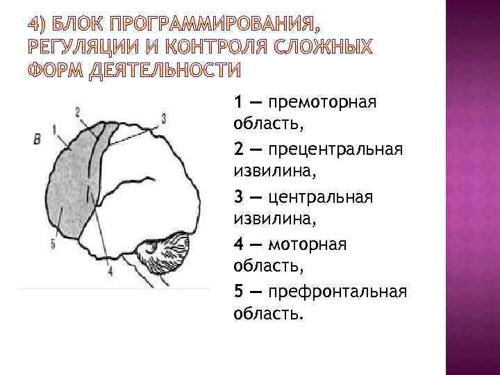 1 — премоторная область, 2 — прецентральная извилина, 3 — центральная извилина, 4 —