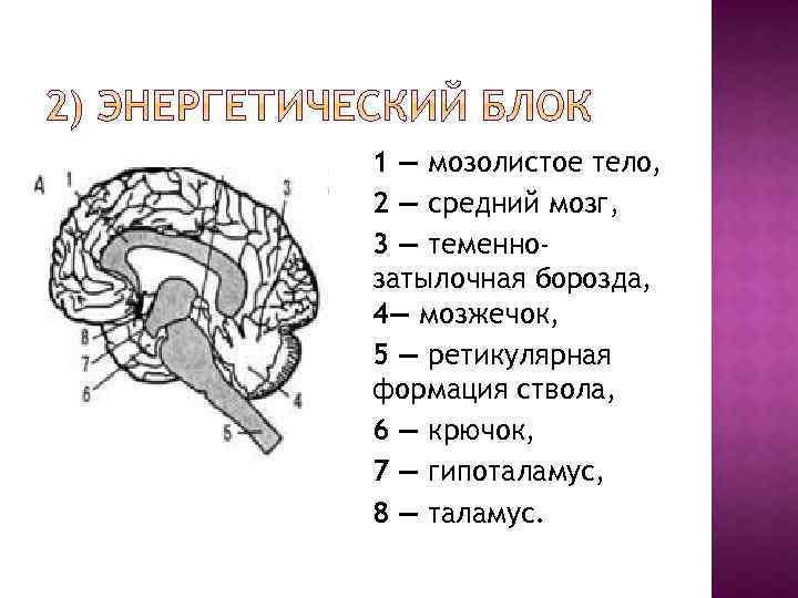 Мозолистое тело функции