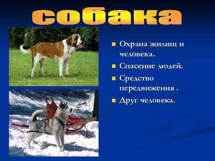 n n Охрана жилищ и человека. Спасение людей. Средство передвижения. Друг человека. 