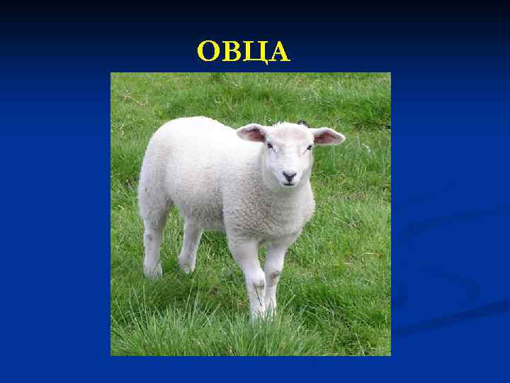 ОВЦА 
