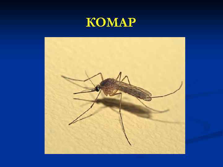 КОМАР 