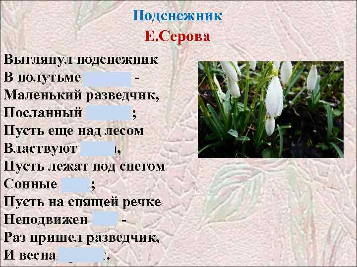 Подснежник Е. Серова Выглянул подснежник В полутьме лесной - Маленький разведчик, Посланный весной; Пусть