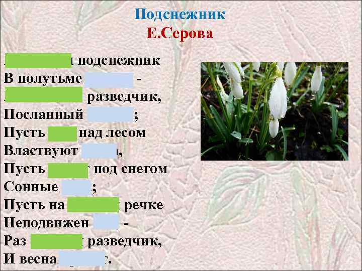 Подснежник Е. Серова Выглянул подснежник В полутьме лесной - Маленький разведчик, Посланный весной; Пусть