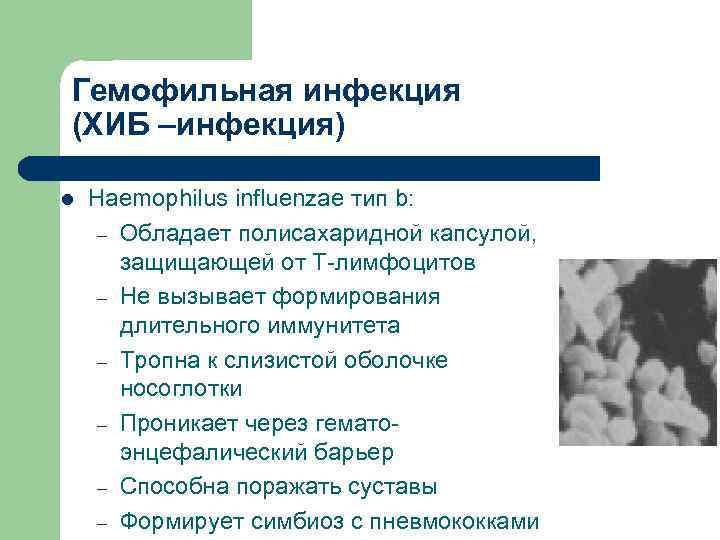 Гемофильная инфекция (ХИБ –инфекция) l Haemophilus influenzae тип b: – Обладает полисахаридной капсулой, защищающей