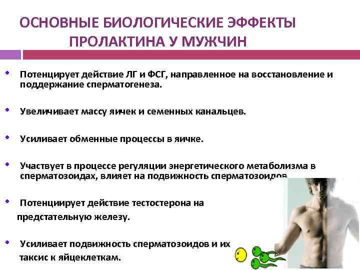 ОСНОВНЫЕ БИОЛОГИЧЕСКИЕ ЭФФЕКТЫ ПРОЛАКТИНА У МУЖЧИН • Потенцирует действие ЛГ и ФСГ, направленное на