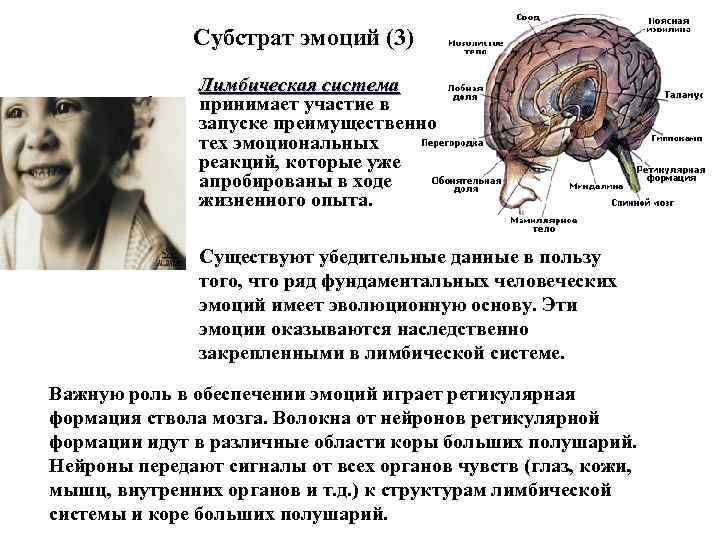 Субстрат эмоций (3) Лимбическая система принимает участие в запуске преимущественно тех эмоциональных реакций, которые