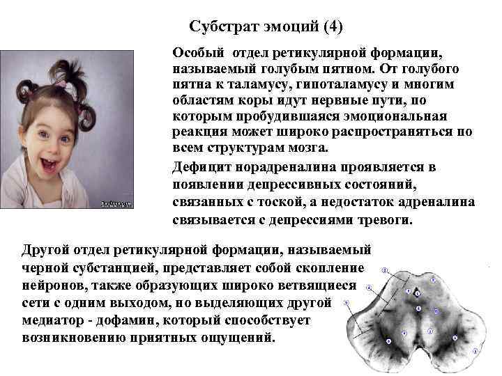 Субстрат эмоций (4) Особый отдел ретикулярной формации, называемый голубым пятном. От голубого пятна к
