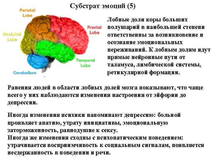 Субстрат эмоций (5) Лобные доли коры больших полушарий в наибольшей степени ответственны за возникновение