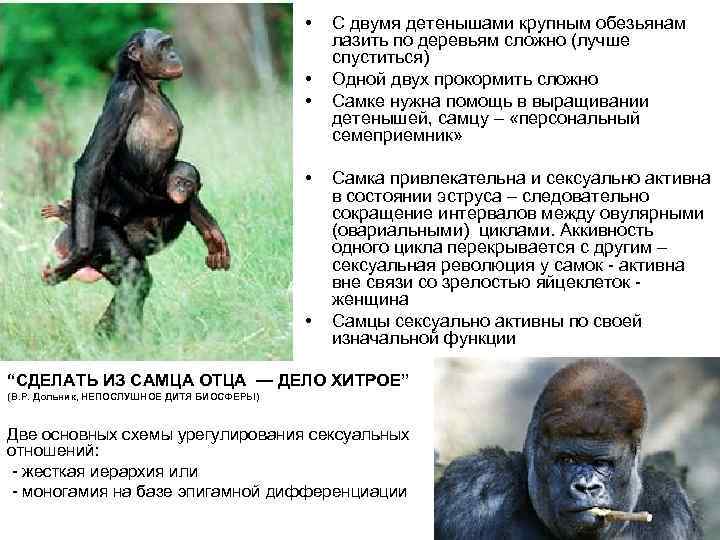  • • • С двумя детенышами крупным обезьянам лазить по деревьям сложно (лучше