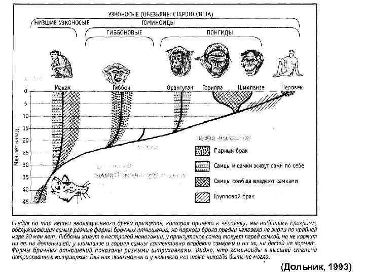 (Дольник, 1993) 