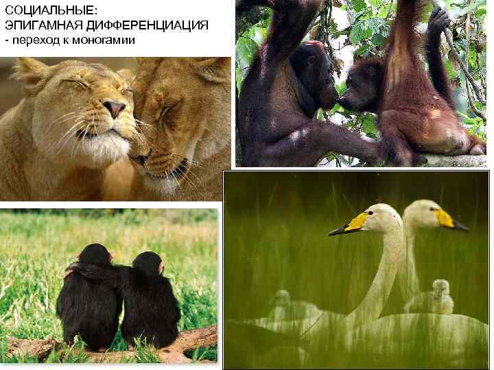 СОЦИАЛЬНЫЕ: ЭПИГАМНАЯ ДИФФЕРЕНЦИАЦИЯ - переход к моногамии 