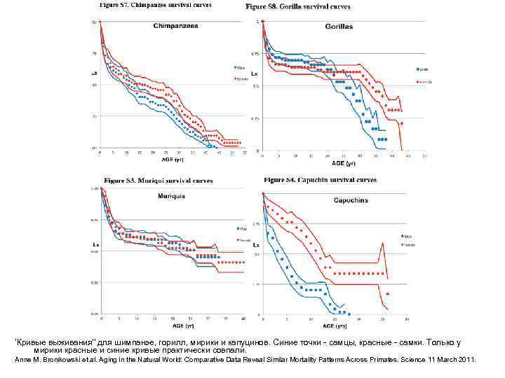 'Кривые выживания'' для шимпанзе, горилл, мирики и капуцинов. Синие точки - самцы, красные -