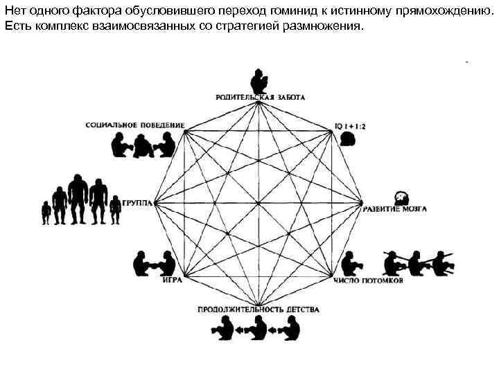 Нет одного фактора обусловившего переход гоминид к истинному прямохождению. Есть комплекс взаимосвязанных со стратегией