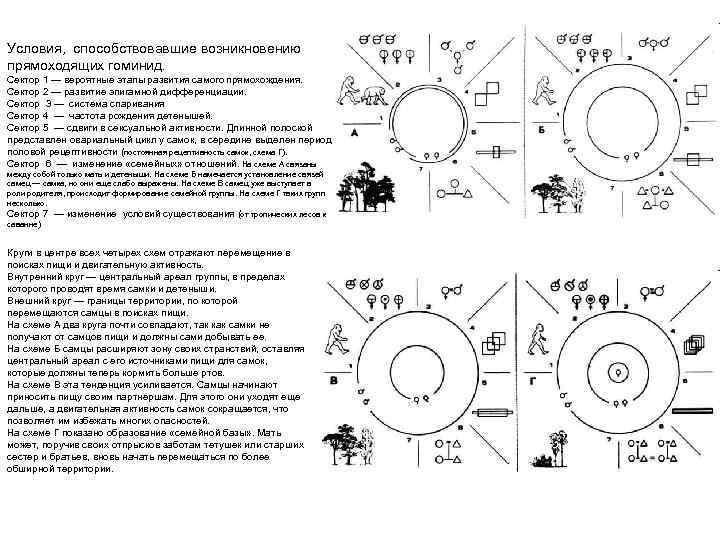 Условия, способствовавшие возникновению прямоходящих гоминид. Сектор 1 — вероятные этапы развития самого прямохождения. Сектор