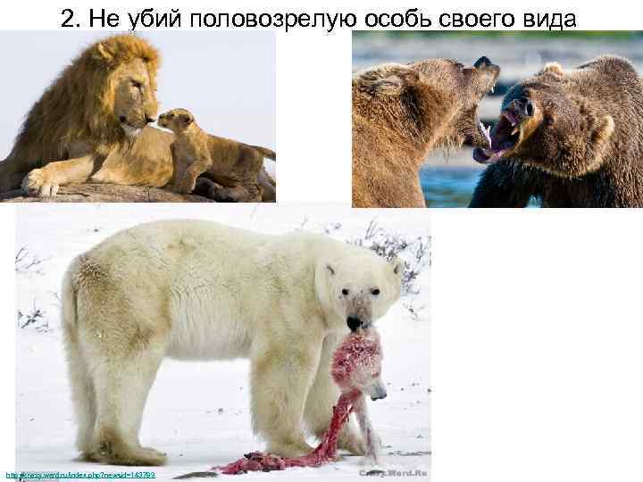 2. Не убий половозрелую особь своего вида http: //crazy. werd. ru/index. php? newsid=143789 