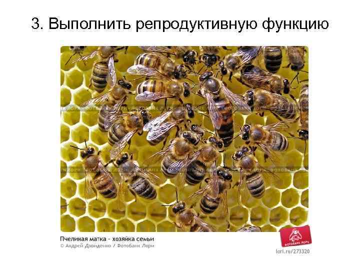 3. Выполнить репродуктивную функцию 