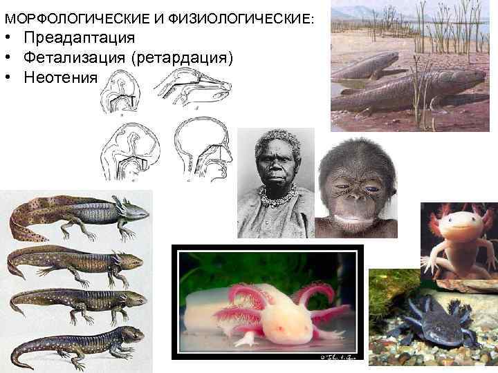 МОРФОЛОГИЧЕСКИЕ И ФИЗИОЛОГИЧЕСКИЕ: • Преадаптация • Фетализация (ретардация) • Неотения 