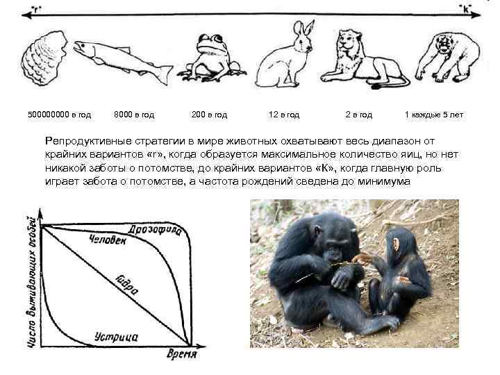 50000 в год 8000 в год 200 в год 12 в год 1 каждые