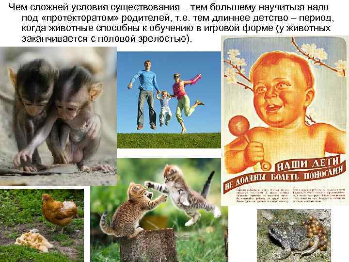 Чем сложней условия существования – тем большему научиться надо под «протекторатом» родителей, т. е.