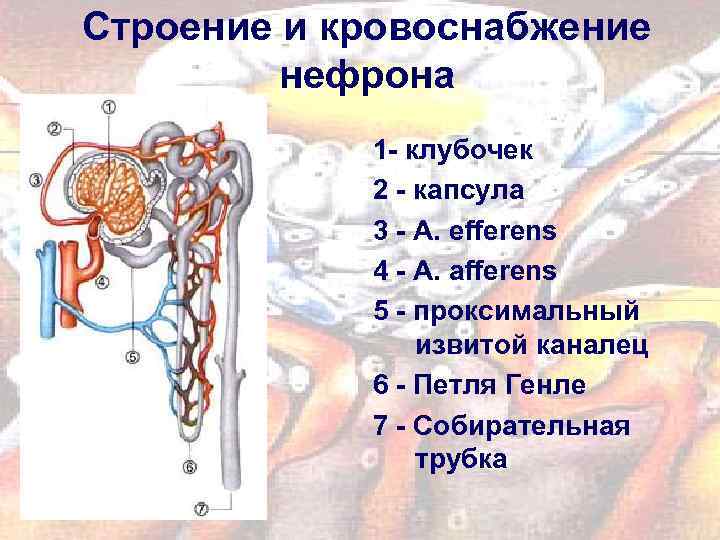 Схема строения и кровоснабжения нефрона