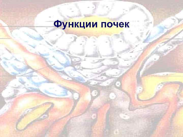 Функции почек 