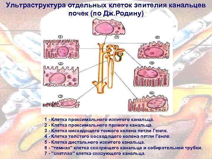 Ультраструктура отдельных клеток эпителия канальцев почек (по Дж. Родину) 1 - Клетка проксимального извитого