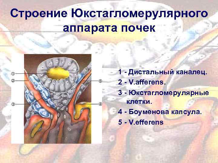 Строение Юкстагломерулярного аппарата почек 1 - Дистальный каналец. 2 - V. afferens. 3 -