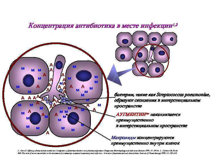 Концентрация антибиотика в месте инфекции 1, 2 м м А м А Ам м