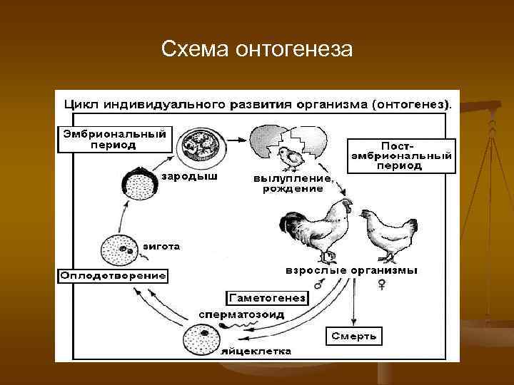 Индивидуальное развитие организмов проект