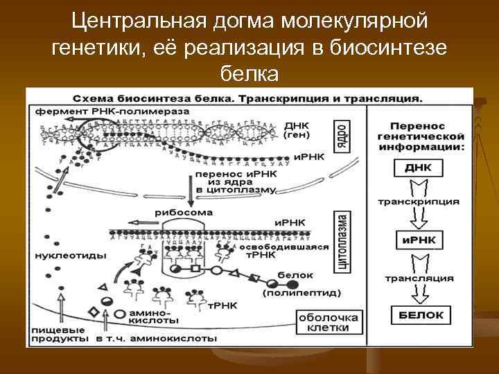 Какая схема соответствует главному постулату или центральной догме молекулярной биологии