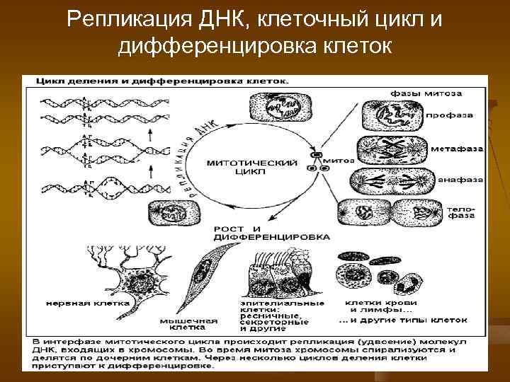 Репликация ДНК, клеточный цикл и дифференцировка клеток 