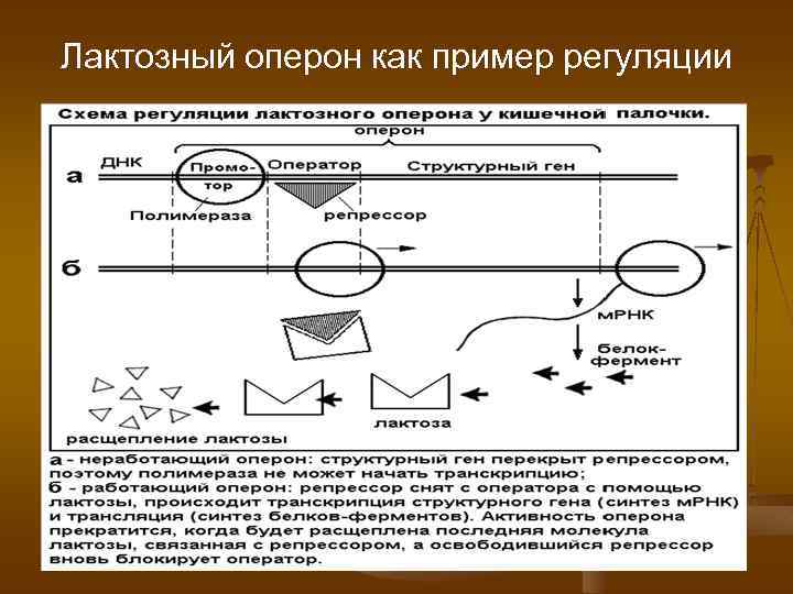 Лактозный оперон как пример регуляции 