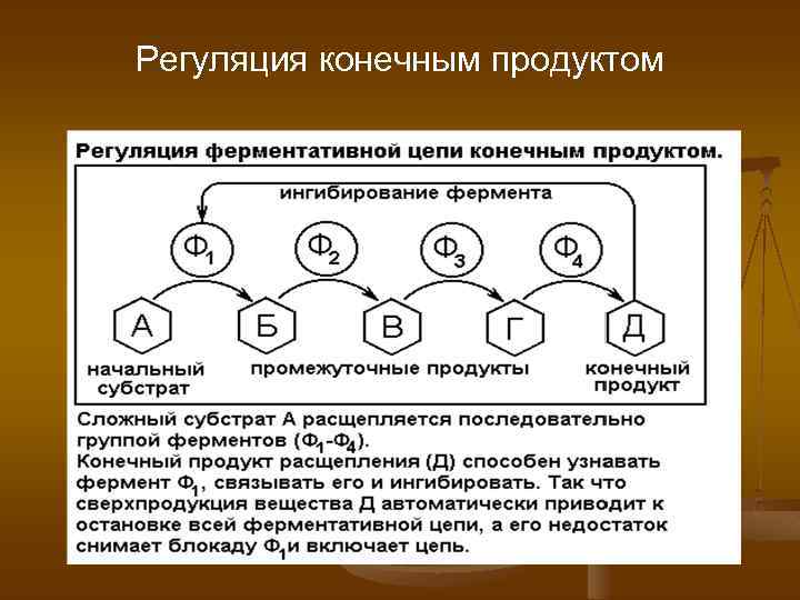 Регуляция конечным продуктом 