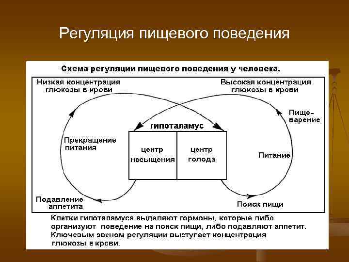 Регуляция пищевого поведения 