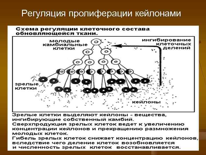 Регуляция пролиферации кейлонами 