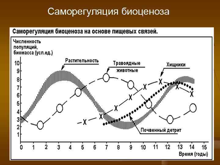 Саморегуляция биоценоза 