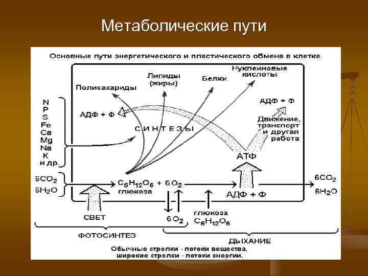 Схема метаболического пути