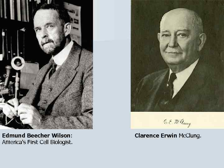 Edmund Beecher Wilson: America's First Cell Biologist. Clarence Erwin Mc. Clung. 