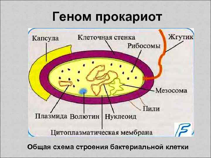 Палочка коха эукариот